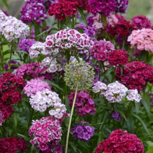 A selection of Sweet William flowers in an Auricula Eyed mix in pink, purple, red, and white.