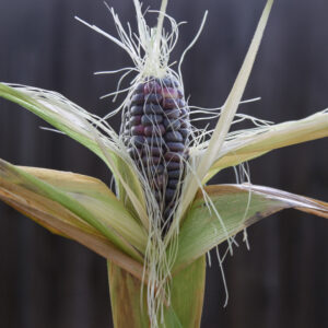 Blue Hopi Sweetcorn ear growing on the plant with shiny blue kernels and light green leaves