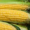 Sweetcorn Golden Bantam