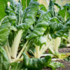 Swiss Chard Fordhook Giant Organic