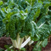 Swiss Chard Fordhook Giant Organic - Image 2