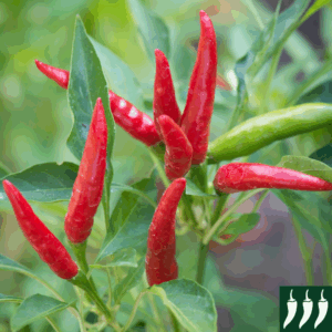 Hot Chilli Pepper Takanotsume