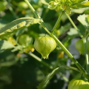 A pineapple tomatillo growing on the plant with leafy green foliage