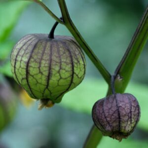 Purple tomatillo tomato growing on the vine with green blurred background