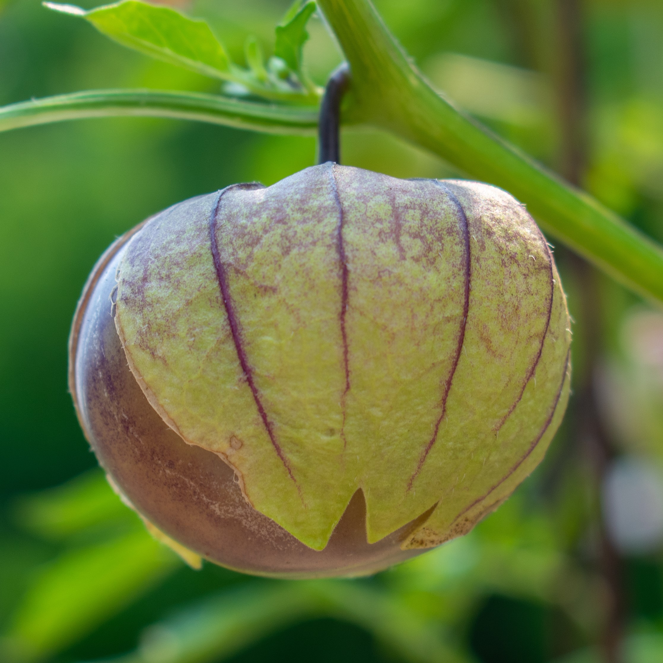 Purple tomatillo tomato growing on the vine with green blurred background