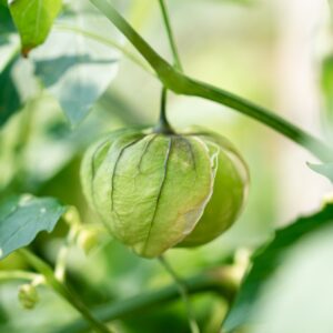 Green Verde Tomatillo growing on the vine
