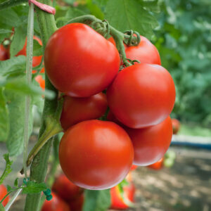 Ripe red Ace 55 tomatoes on the vine with leafy green foliage