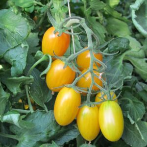 Tomato Artisan Blush Tiger