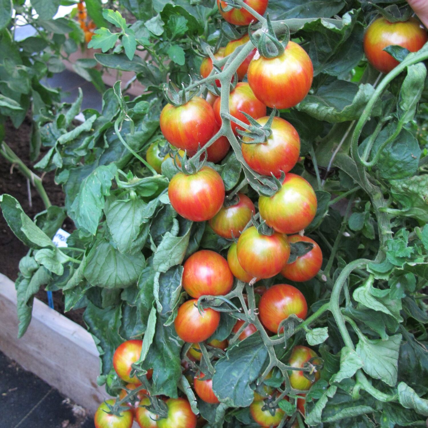 Tomato Artisan Pink Bumblebee