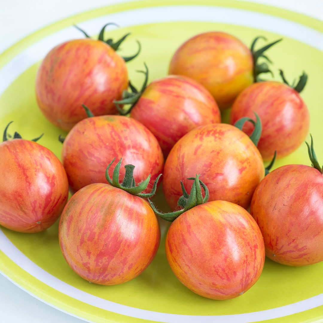 Tomato Artisan Pink Bumblebee - Image 3