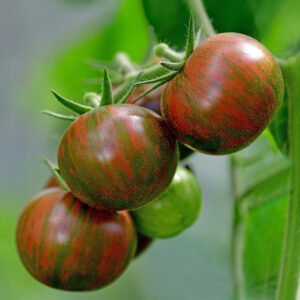 Tomato Artisan Purple Bumblebee