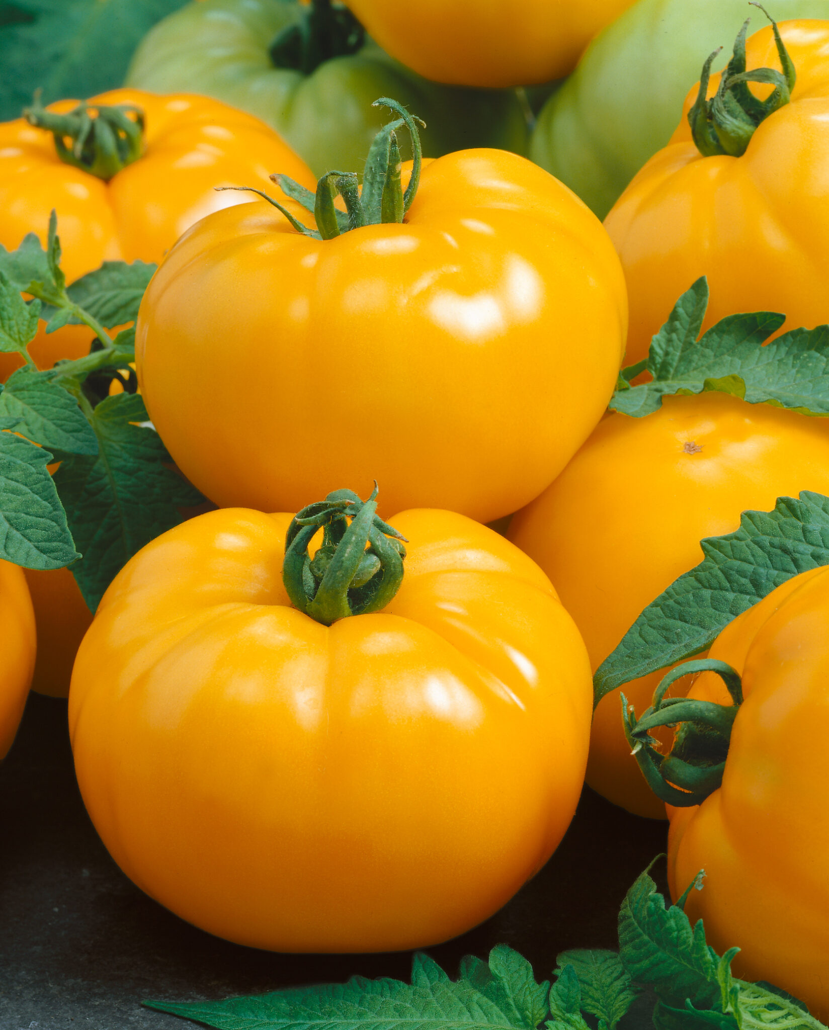 Tomato Azoychka | Tomato | Premier Seeds Direct ltd