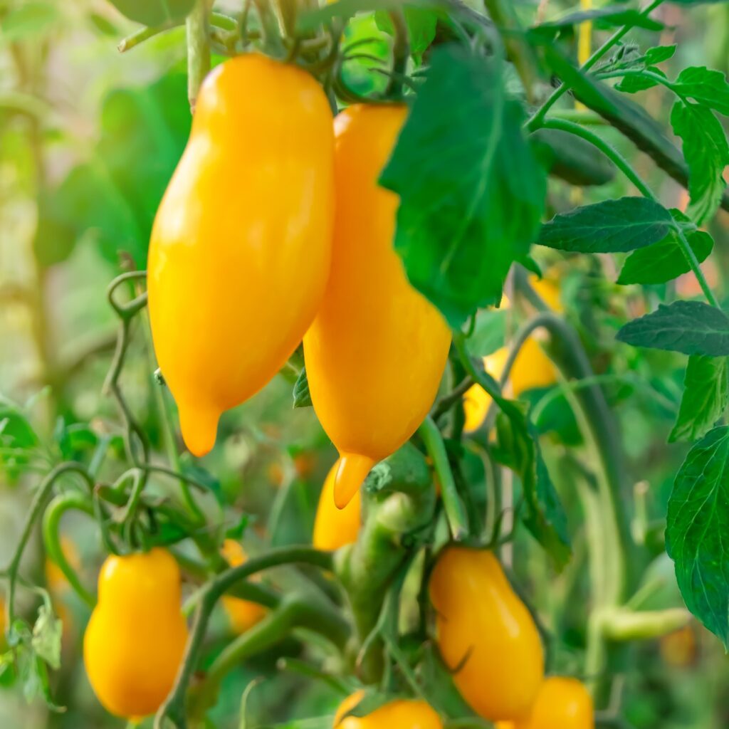 Tomato Banana Legs | Tomato | Premier Seeds Direct ltd