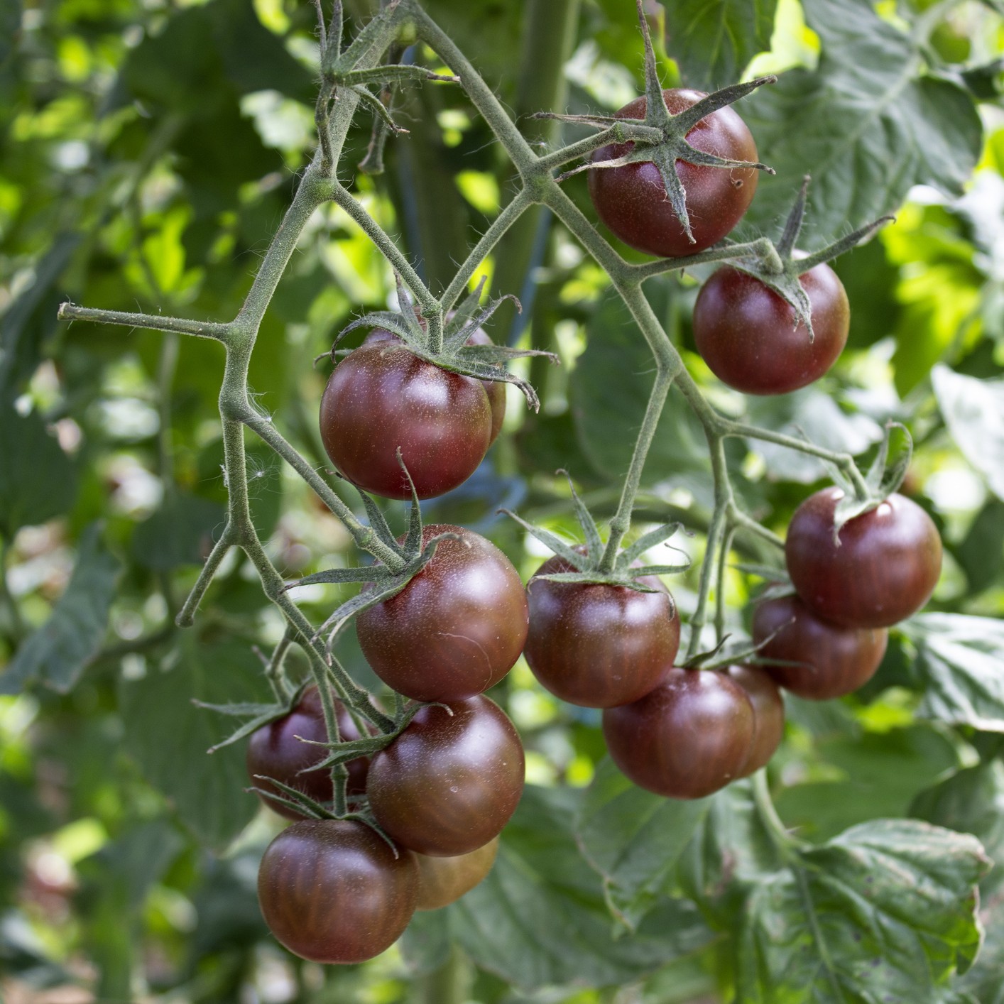 Tomato Brown Berry