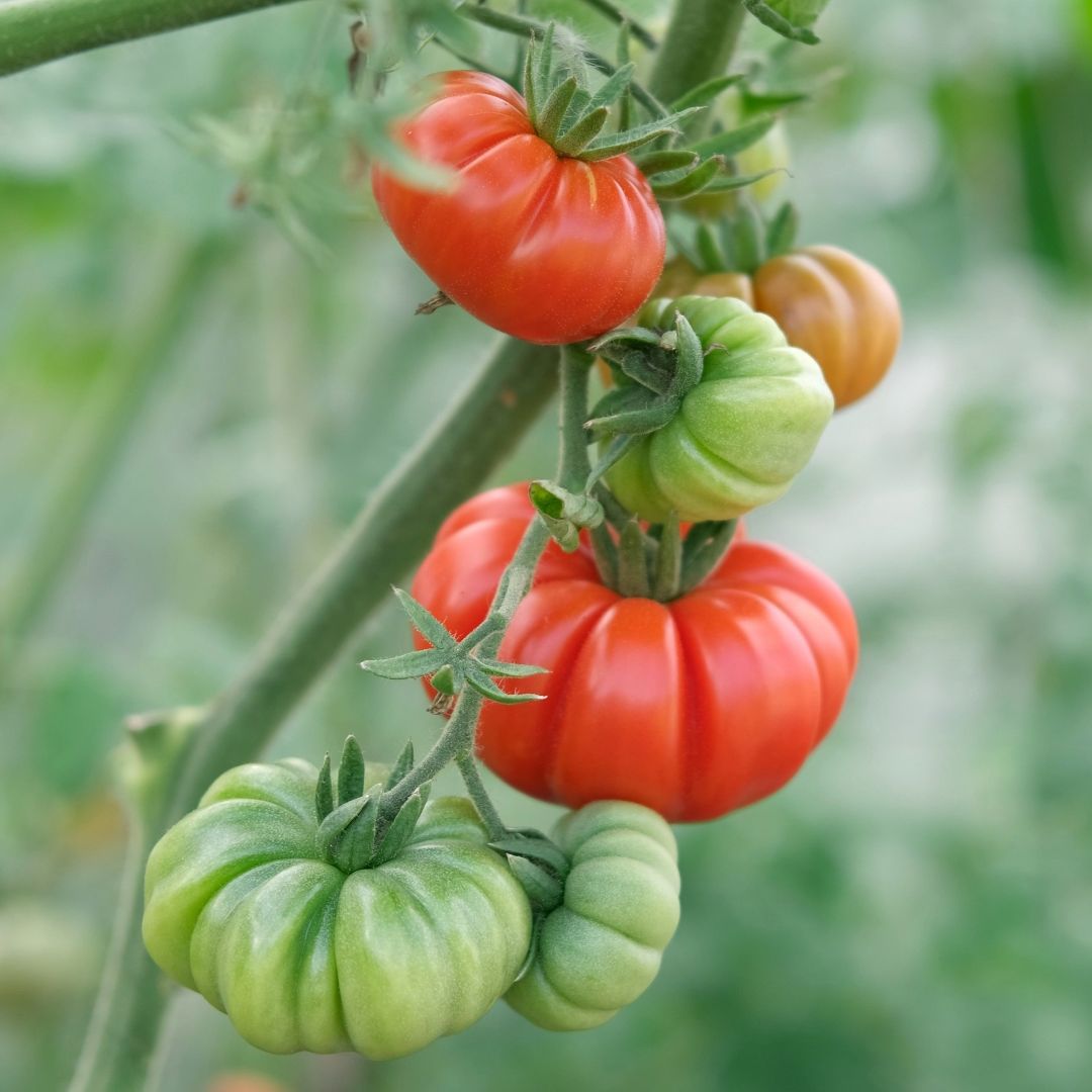 Tomato Costoluto Fiorentino