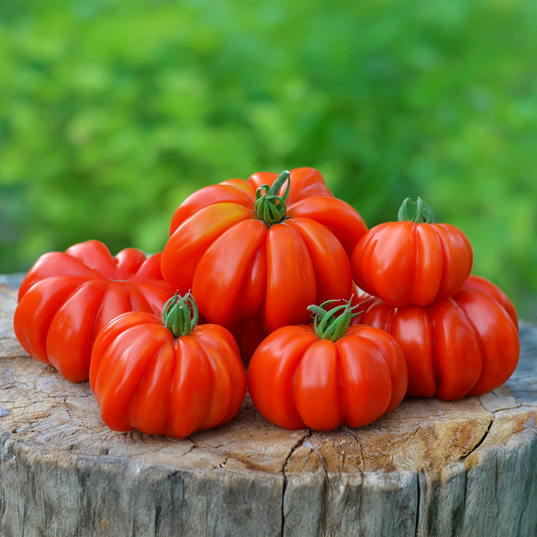 Tomato Costoluto Fiorentino - Image 2