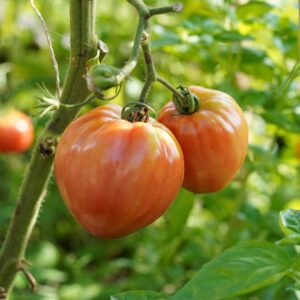 Tomato Cuore Di Bue
