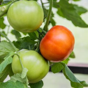 Delicious variety tomatoes ripening on the vine in red and green with leafy foliage