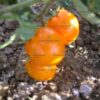 Tomato Yellow Cherry Gold Nugget - Image 2