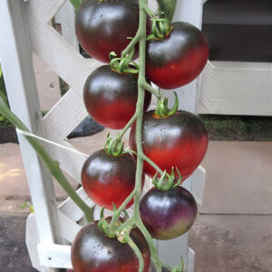 Indigo Apple tomatoes growing on the vine on a white trellis