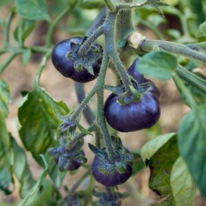 Tomato Indigo Blue Beauty