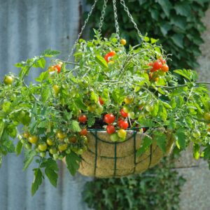 Tomato Cherry Lizzano F1 | Tomato | Premier Seeds Direct ltd