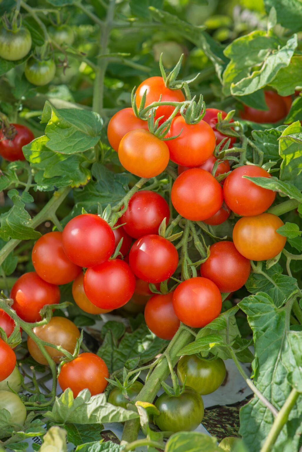 Tomato Cherry Lizzano F1 | Tomato | Premier Seeds Direct ltd