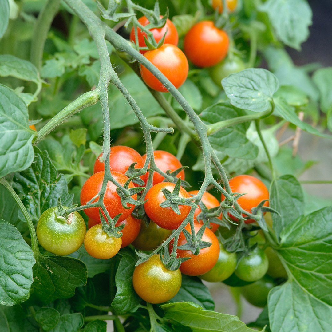 Tomato Losetto F1 - Image 2