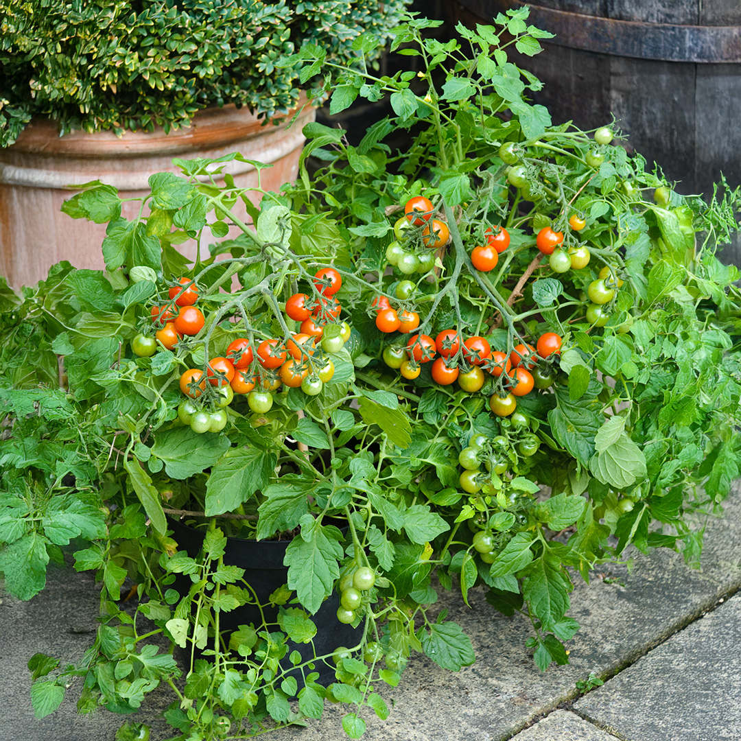 Tomato Losetto F1 - Image 3