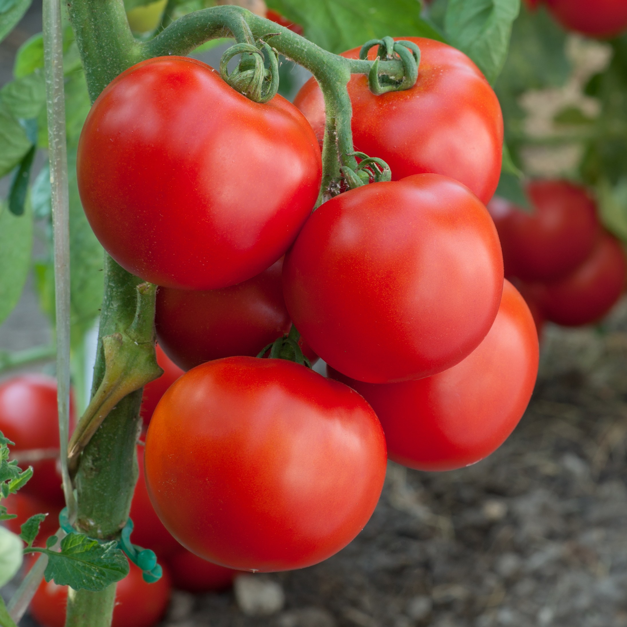 Tomato Marglobe - Image 2