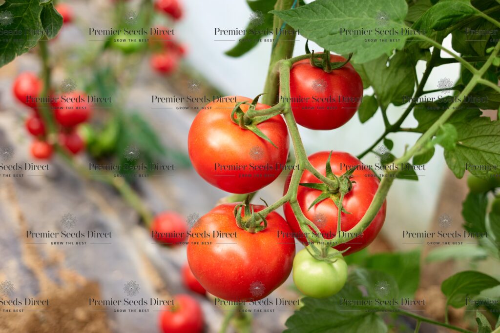 Tomato Marglobe | Tomato | Premier Seeds Direct ltd