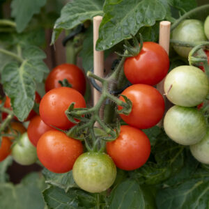 Tomato Maskotka (Trailing)