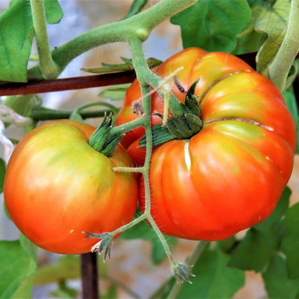 Tomato Beefsteak Mr Stripey