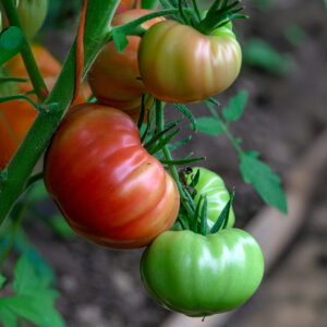 Tomato Omars Lebanese