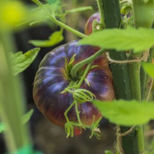 A Purple Cherokee tomato growing on the vine with leafy green foliage