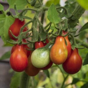 Tomato Red Pear Cherry Bell