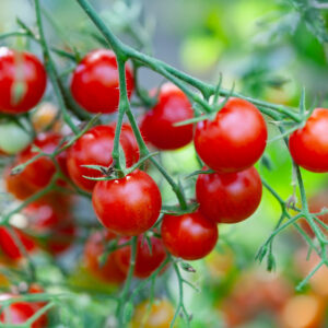 A close up image of ripe red Riesentraube tomatoes growing on the vine with leafy green foliage