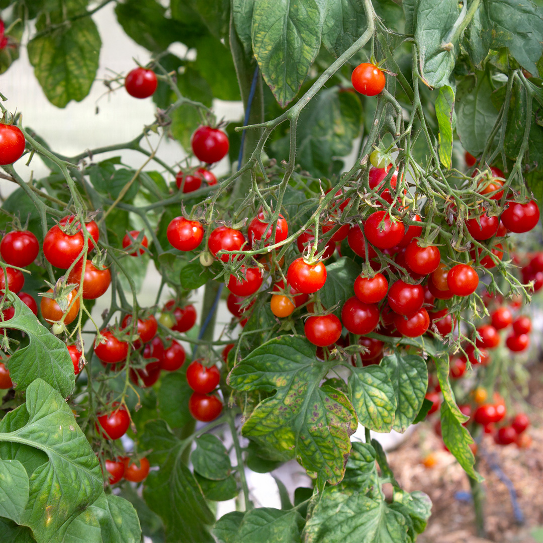 Tomato Riesentraube - Image 2