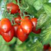 Tomato Roma Vf