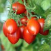 Tomato - Roma Organic