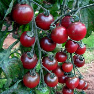 Tomato Cherry Rosella