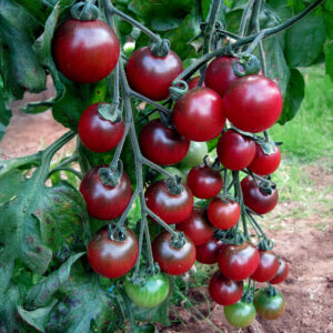 Deep red Rosella cherry tomatoes growing on the vine with leafy green foliage