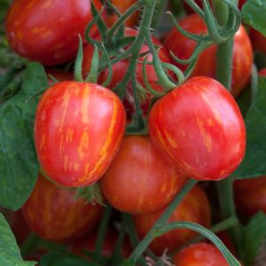 A close up image of trailing sunstripe tomatoes
