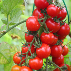 Tomato Sweet Aperitif