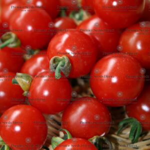 Tomato Cherry Sweet Aperitif