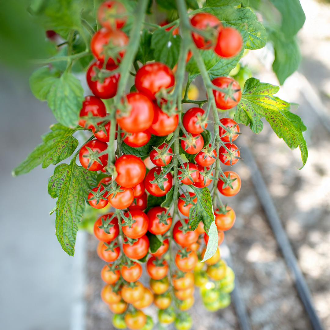 Sweet Million F1 Cherry tomatoes growing on the vine