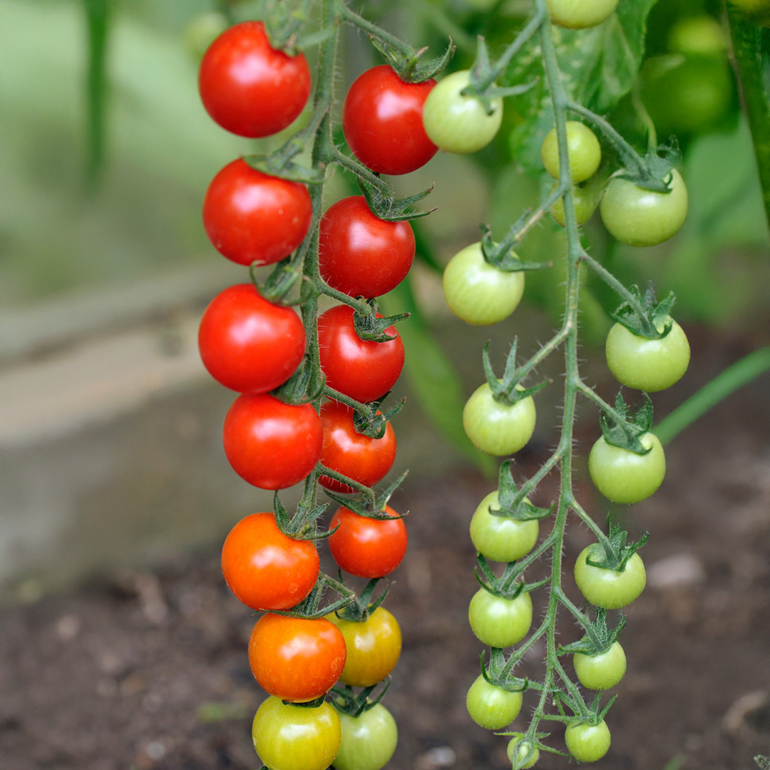 Sweet Million F1 Cherry tomatoes growing on the vine