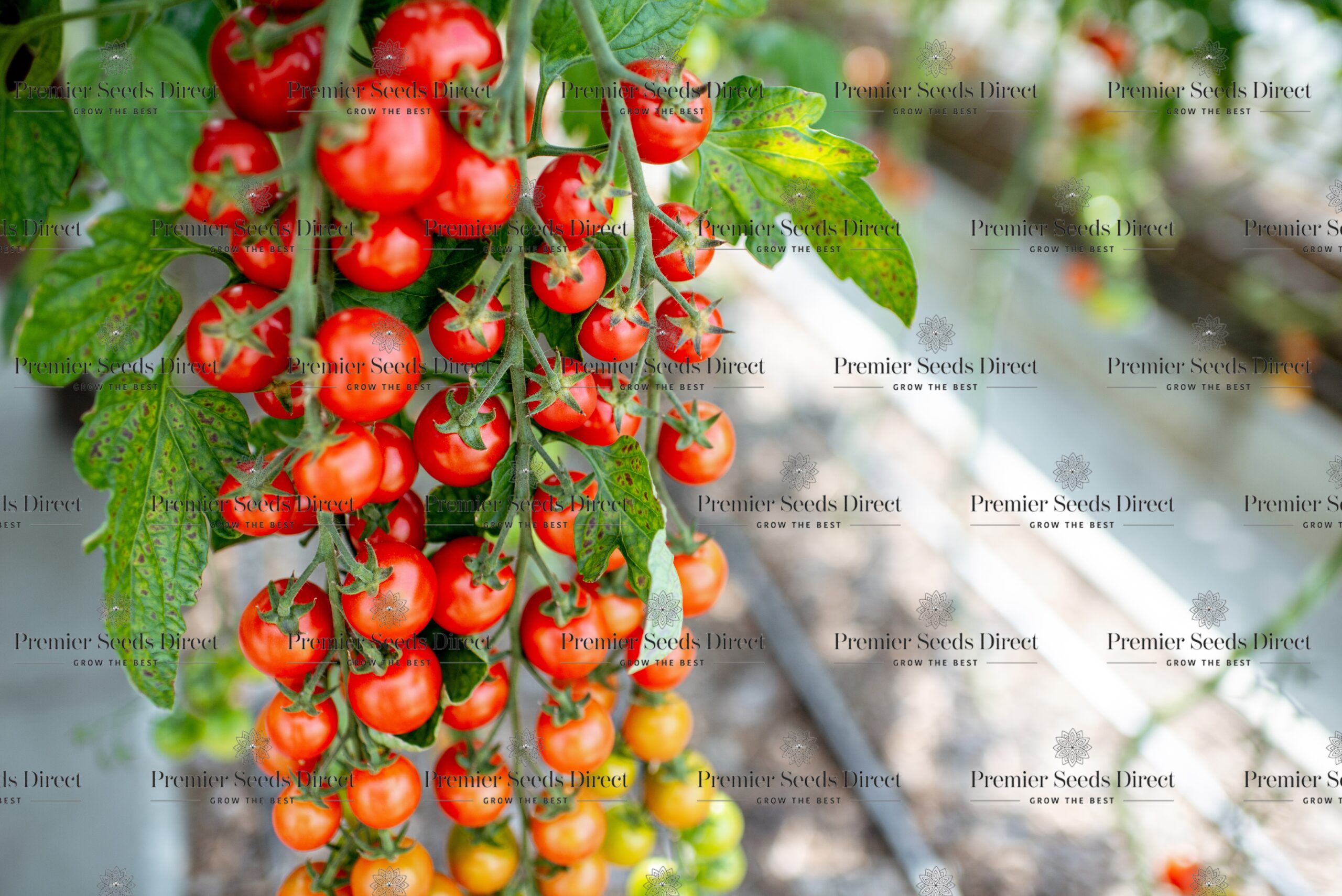 Tomato Cherry Sweet Million F1 Tomato Premier Seeds Direct Ltd