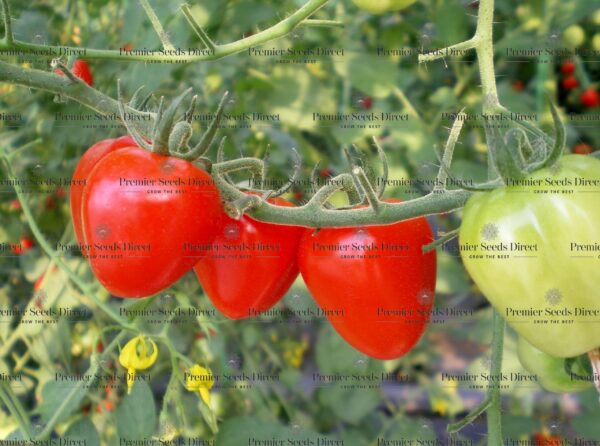 Tomato - Tomatoberry F1
