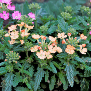 Verbena Hybrida Apricot